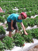 20081027 Strawberry Picking Caloundra  4 of 11 